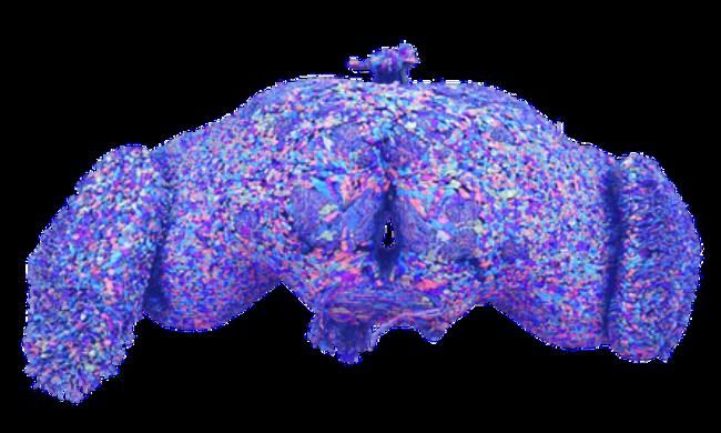 Colourful diagram of fruit fly brain