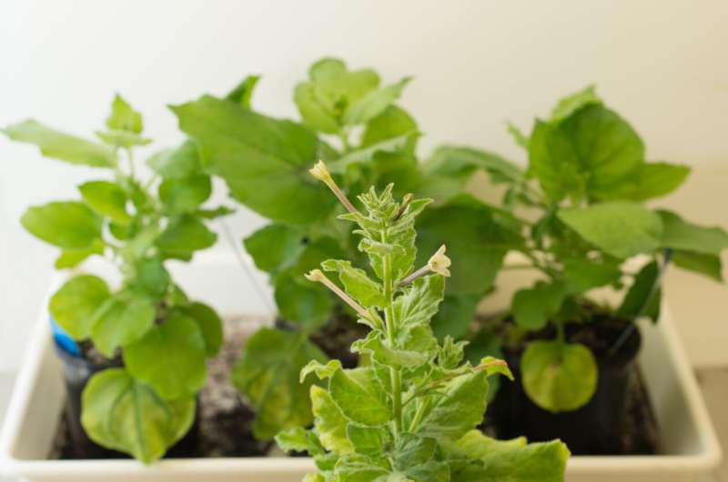 植物中的疫苗和治疗蛋白质的基因蓝图